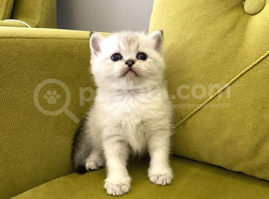 British Shorthair görsel