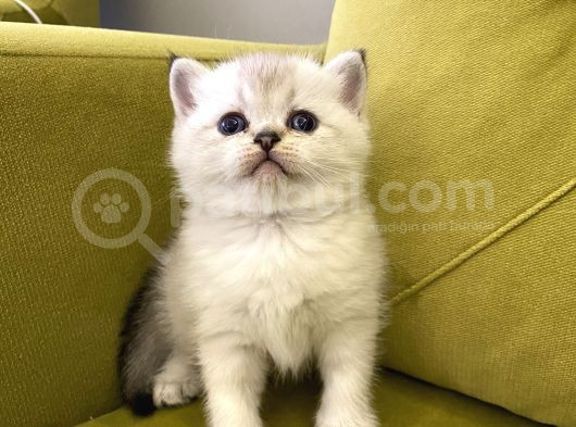 British Shorthair görsel