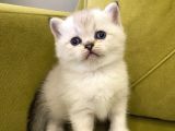 British shorthair
