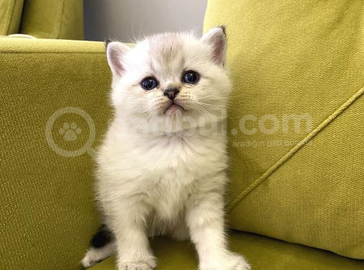 British Shorthair görsel