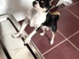 Orjinal Elma Kafa 7 Aylık Erkek Yavru Chihuahua