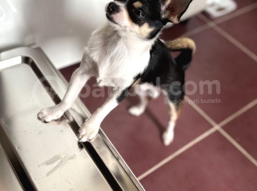 Orjinal Elma Kafa 7 Aylık Erkek Yavru Chihuahua görsel