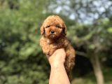 Mi̇ni̇ Boy Poodle Yavrumuz Aşili