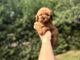 MİNİ BOY POODLE YAVRUMUZ AŞILI