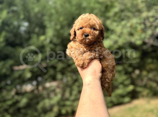 Mi̇ni̇ Boy Poodle Yavrumuz Aşili