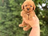 Mi̇ni̇ Boy Poodle Yavrumuz Aşili