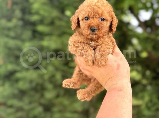 Mi̇ni̇ Boy Poodle Yavrumuz Aşili görsel