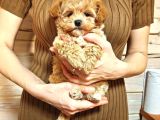 Harika Görünümlü Maltipoo Yavrular