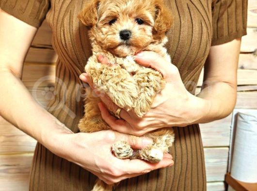 Harika Görünümlü Maltipoo Yavrular görsel