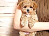 Harika Görünümlü Maltipoo Yavrular