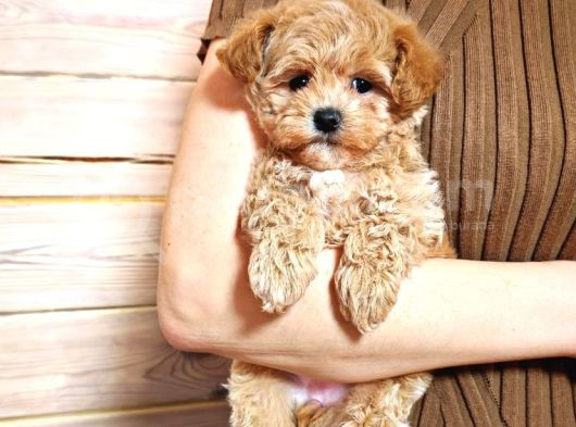 Harika Görünümlü Maltipoo Yavrular