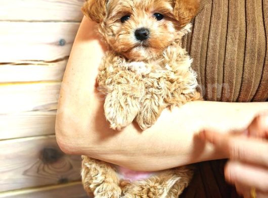 Harika Görünümlü Maltipoo Yavrular görsel