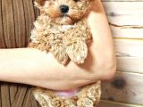Harika Görünümlü Maltipoo Yavrular