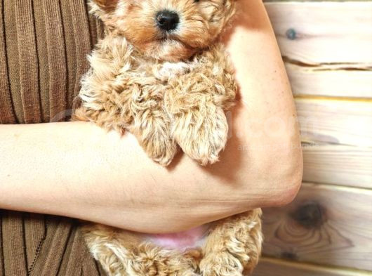 Harika Görünümlü Maltipoo Yavrular görsel
