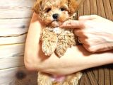 Harika Görünümlü Maltipoo Yavrular