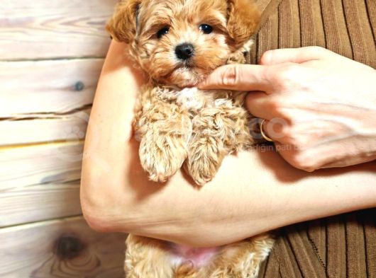Harika Görünümlü Maltipoo Yavrular görsel