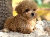 Oyuncu Maltipoo Tüy Dökmez Yavrular