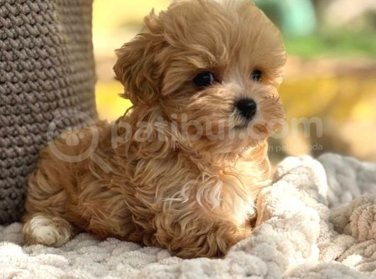 Oyuncu Maltipoo Tüy Dökmez Yavrular