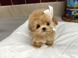 Poodle gibi maltipoo bebekler uygun