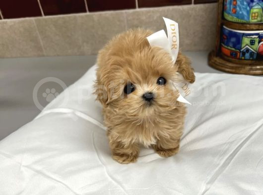 Poodle Gibi Maltipoo Bebekler Uygun