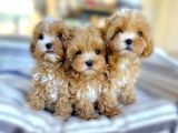 BABYFACE maltipoo uygun