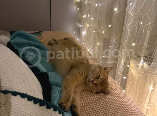 British Dişi Golden Point Kedimi Sahiplendiriyorum görsel