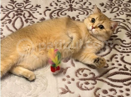 British Dişi Golden Point Kedimi Sahiplendiriyorum görsel