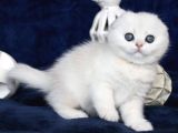 Mavi Boncuğumuz Silver Scottish Fold Shorthair