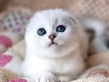 Saf Kan En Kaliteli Scottish Fold Shorthair