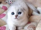 Saf Kan En Kaliteli Scottish Fold Shorthair