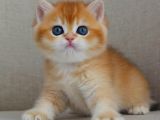 Şaheser Gibi Golden Ny12 British Shorthair