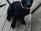 Safkan Black Erkek Malinois