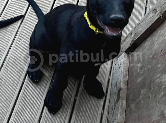Safkan Black Erkek Malinois görsel