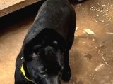 Safkan Black Erkek Malinois