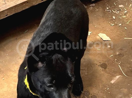 Safkan Black Erkek Malinois görsel