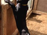 Safkan Black Erkek Malinois