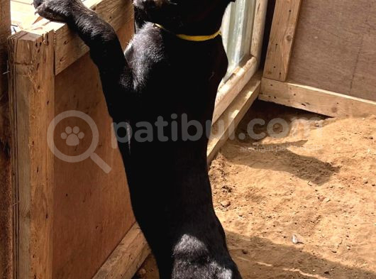 Safkan Black Erkek Malinois görsel