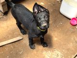 Safkan Black Erkek Malinois