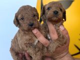 Toy Poodle Yavrular