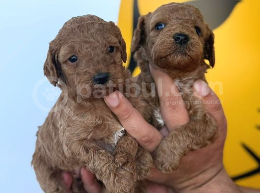 Toy Poodle Yavrular görsel