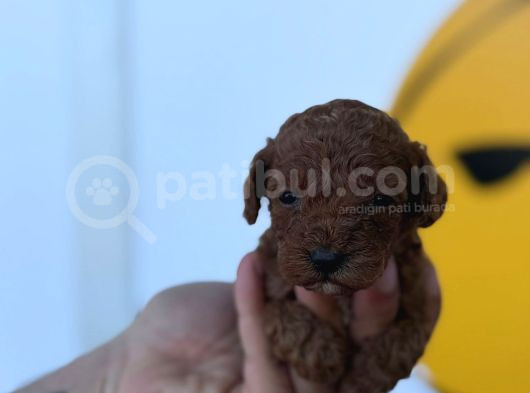 Ruhsatlı Çiftliğimizden Poodle Yavrularımız görsel