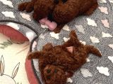 Deni̇zli̇ Merkez Tesli̇me Hazir Poodle Bebekler