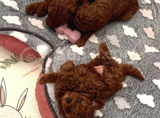 Deni̇zli̇ Merkez Tesli̇me Hazir Poodle Bebekler görsel