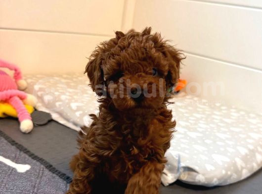Deni̇zli̇ Merkez Tesli̇me Hazir Poodle Bebekler görsel