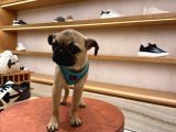 Pug