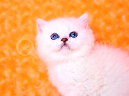 Masmavi Ns1133 British Shorthair