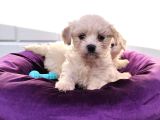 Nadir Kartopu Maltipoo Yavrularımız