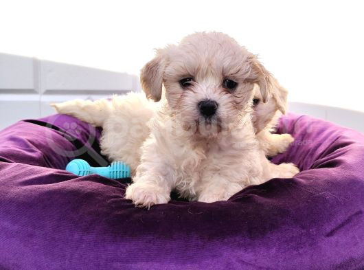 Nadir Kartopu Maltipoo Yavrularımız görsel