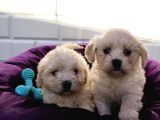 Nadir Kartopu Maltipoo Yavrularımız
