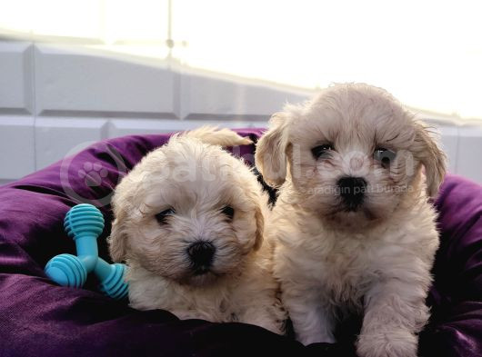 Nadir Kartopu Maltipoo Yavrularımız görsel